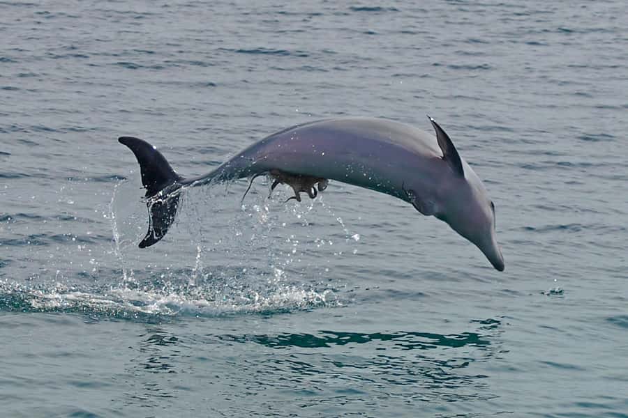 Nelson Bay: Dolphin Watch Cruise and Sail - Boarding Imagine: dAlbora Marina Dock C in Nelson Bay