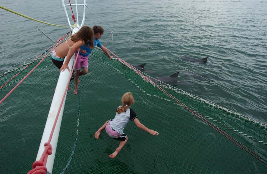 Nelson Bay: Dolphin Watch Cruise and Sail - Bow-Net vs Boom-Net: Choose Dry Watching or a Wild Ride