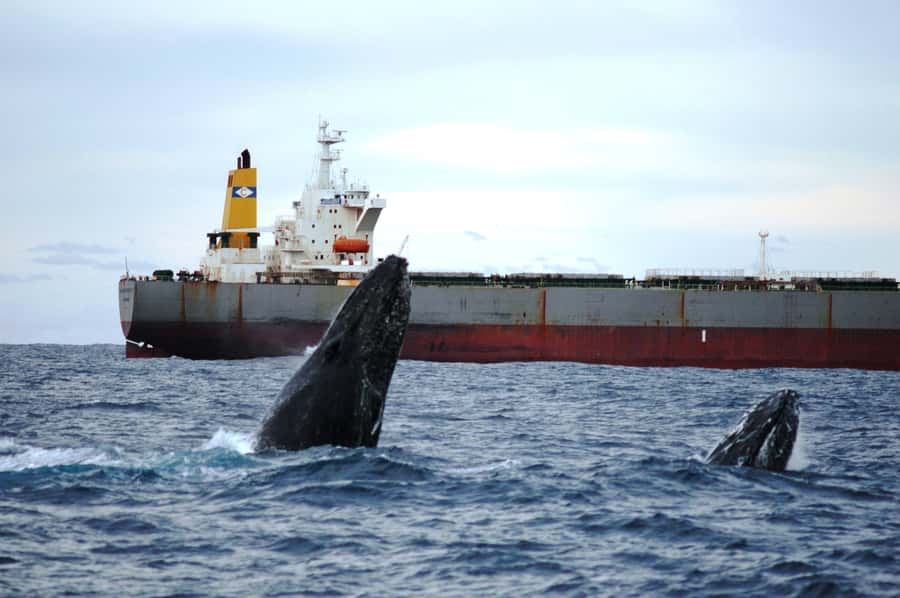 Newcastle: Humpback Whale Watching Cruise and Harbor Tour - Key Highlights Worth Knowing Before You Go