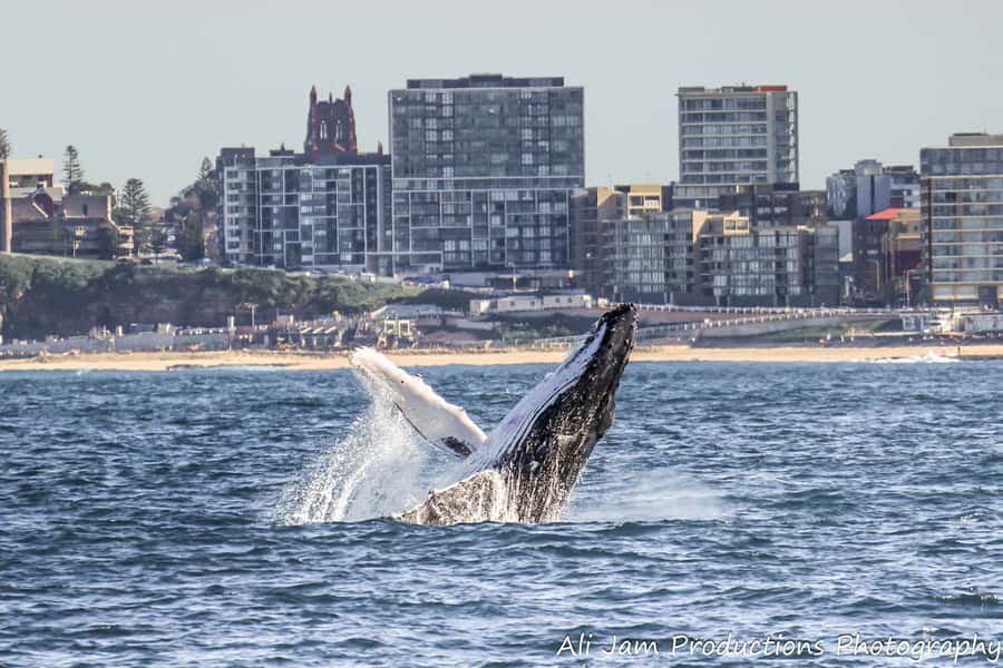 Newcastle: Humpback Whale Watching Cruise and Harbor Tour - Newcastle Whale Watching on an Air-Conditioned 16-Meter Catamaran
