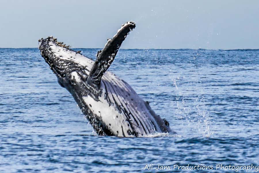 Newcastle: Humpback Whale Watching Cruise and Harbor Tour - Indoor Versus Outdoor Viewing, and When to Switch