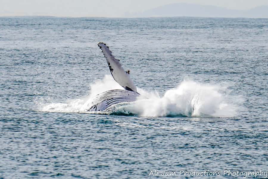 Newcastle: Humpback Whale Watching Cruise and Harbor Tour - Who This Cruise Fits Best (and Who Might Want a Different Option)
