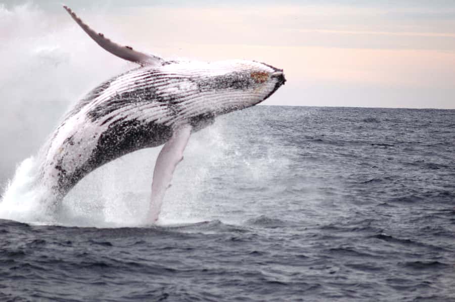 Newcastle: Humpback Whale Watching Cruise and Harbor Tour - Smart Tips to Get Better Sightings Without Stress