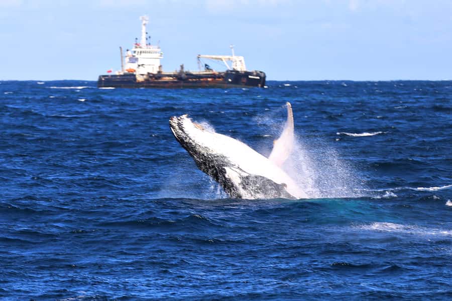 Newcastle: Humpback Whale Watching Cruise and Harbor Tour - How the 150 Minutes Actually Feel on the Water