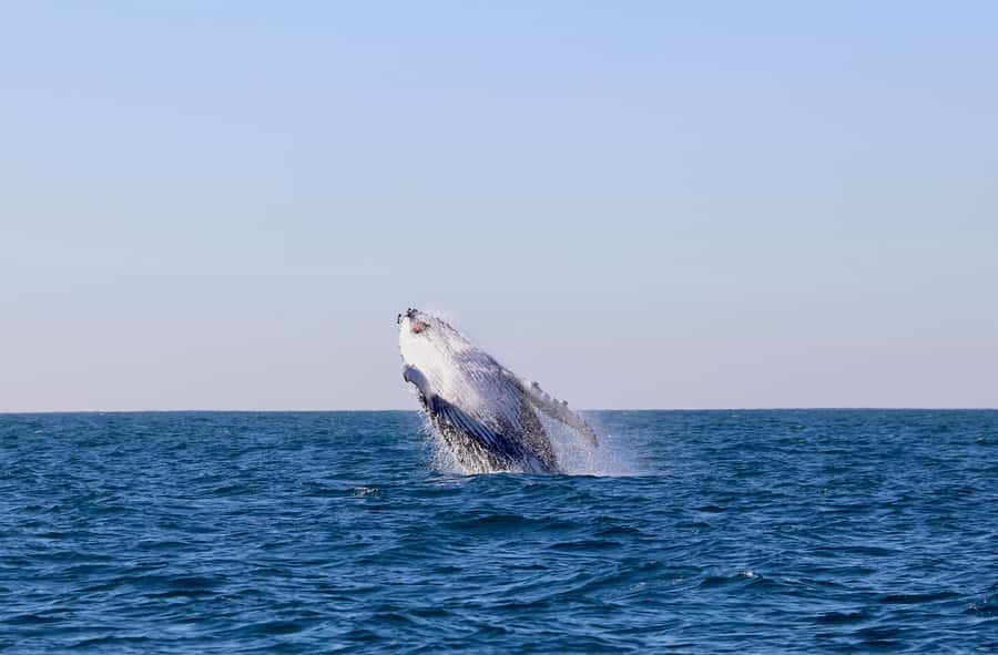 Newcastle: Small Group Humpback Whale Encounter Tour - Key things to love about this Newcastle humpback tour
