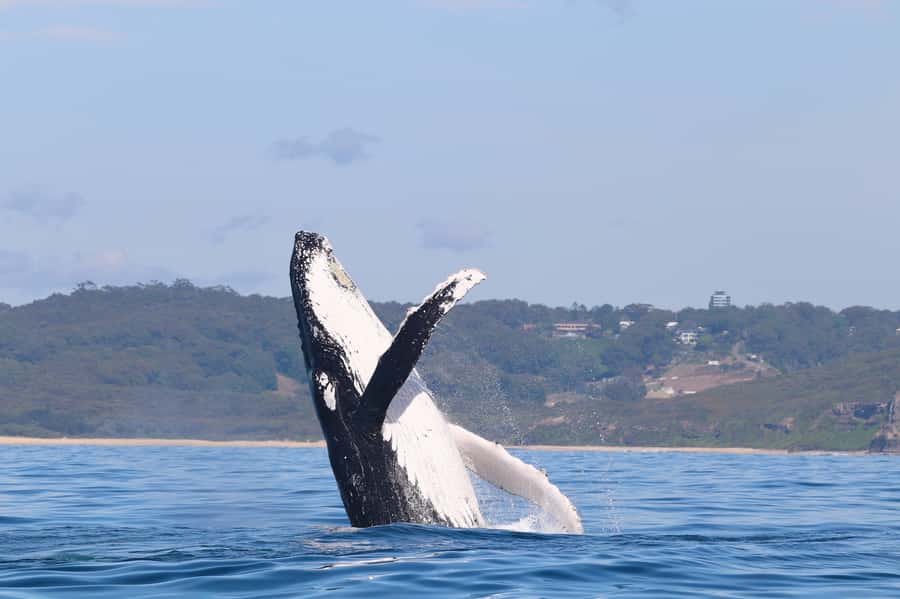 Newcastle: Small Group Humpback Whale Encounter Tour - Newcastle whale watching starts at Honeysuckle Harbour