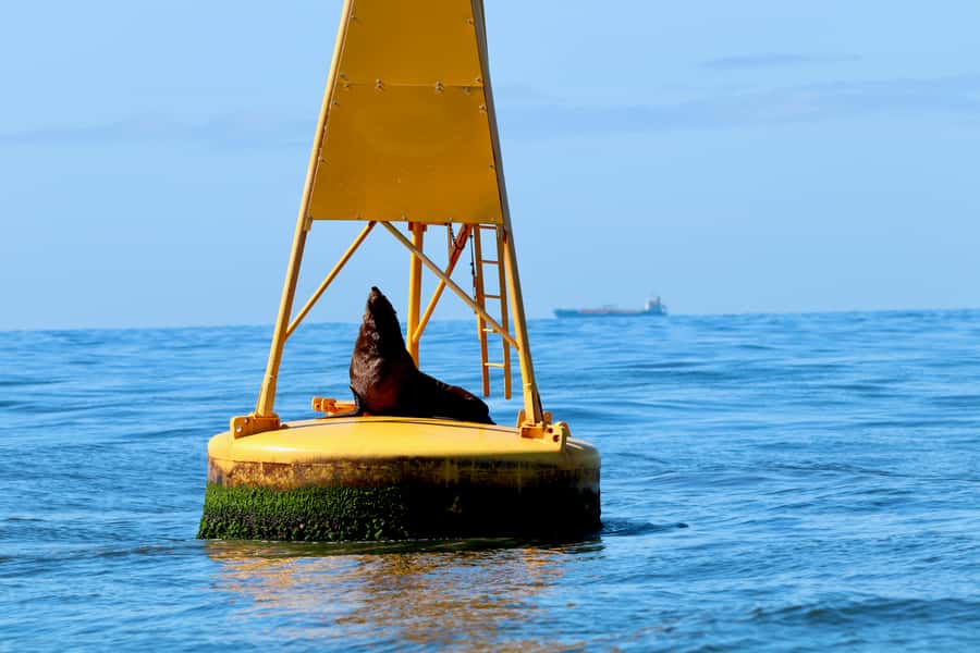 Newcastle: Small Group Humpback Whale Encounter Tour - 360° views and local eyes for spotting whales fast