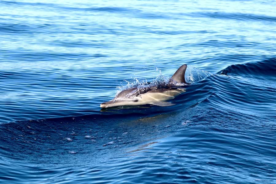 Newcastle: Small Group Humpback Whale Encounter Tour - How the 2-hour cruise typically unfolds