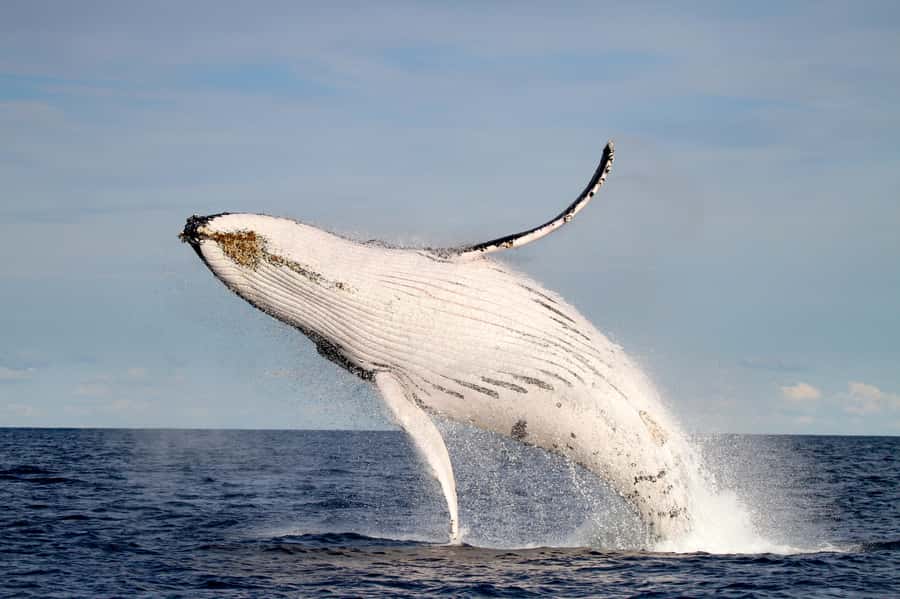Newcastle: Small Group Humpback Whale Encounter Tour - Price at $88, and why the value is in the setup