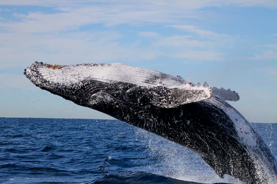 Newcastle: Small Group Humpback Whale Encounter Tour - Who should book this humpback encounter (and who should skip)