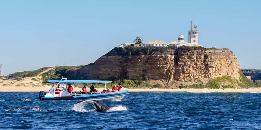 Newcastle: Small Group Humpback Whale Encounter Tour - The small, agile boat that helps whales stay curious