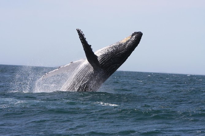 Newcastle Whale Watching Cruise - Key Things I’d Prioritize on This Newcastle Whale Watching Cruise
