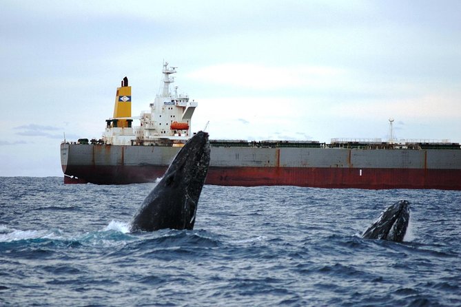 Newcastle Whale Watching Cruise - Comfort on Board: Indoor Heating, Air Conditioning, and Snack Breaks