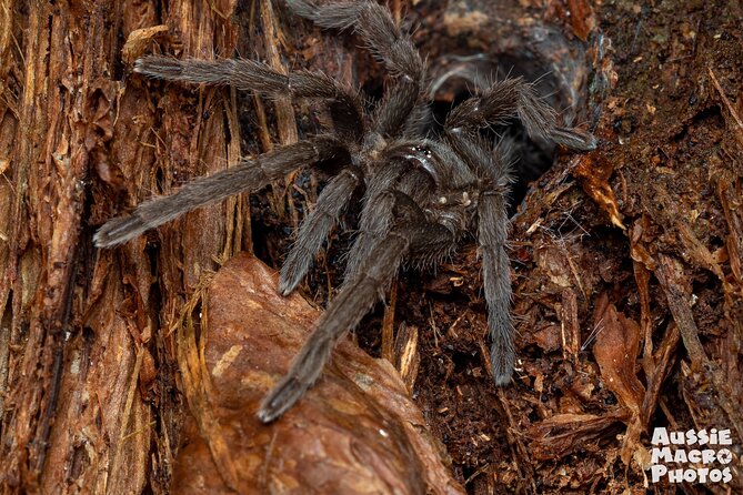 Night Walk in Cairns Botanic Gardens - Let's Go Buggin - Key things that make this night walk worth your time
