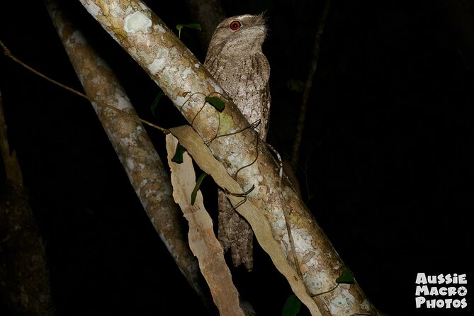 Night Walk in Cairns Botanic Gardens - Let's Go Buggin - Who this night walk fits best