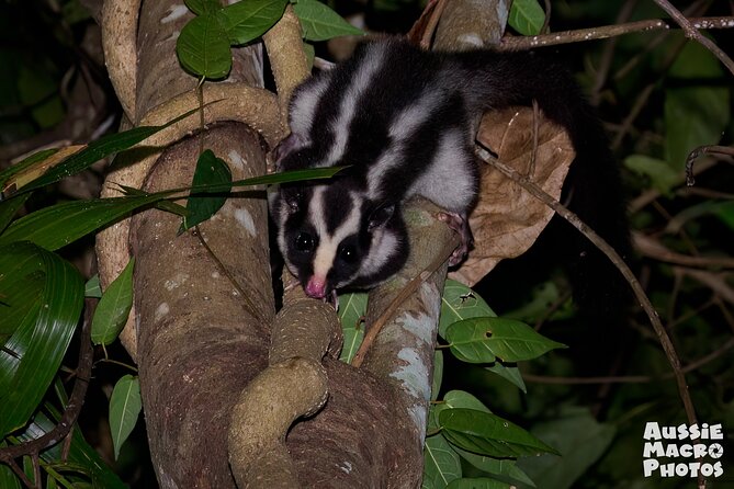 Night Walk in Cairns Botanic Gardens - Let's Go Buggin - The 7:00 pm walk: how the night session usually feels