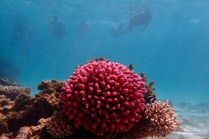 Ningaloo Reef Snorkel Adventure - Key points before you go