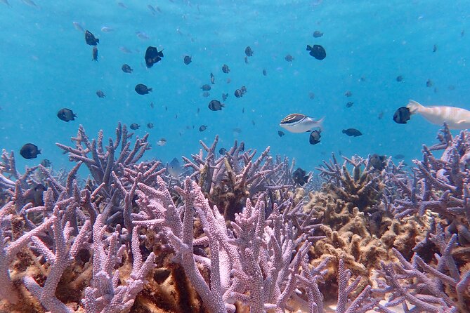 Ningaloo Reef Snorkel Adventure - From Milyering Discovery Centre to a no-stress start