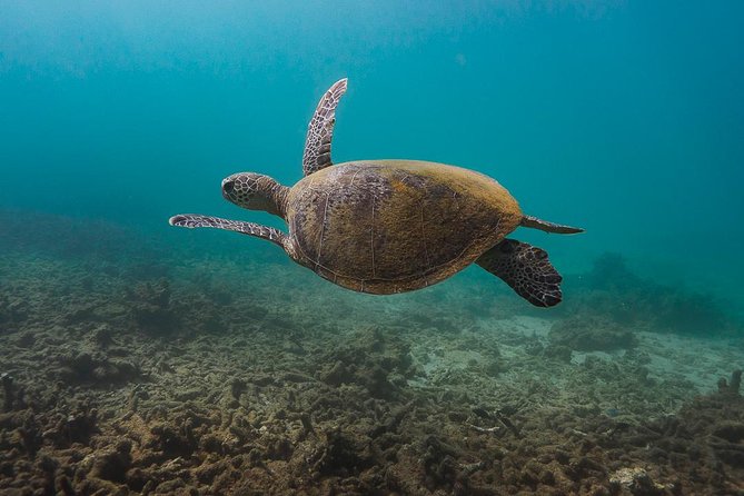 Ningaloo Reef Snorkel and Wildlife Adventure - Why Ningaloo Reef snorkeling here feels different