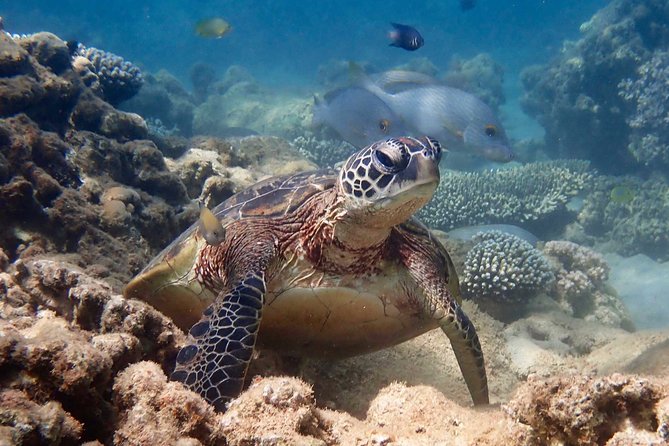 Ningaloo Reef Snorkel and Wildlife Adventure - What you get for $197.24: value you can feel