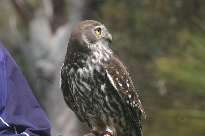 Nocturnal Tour of Kangaroo Island - Key highlights you’ll care about