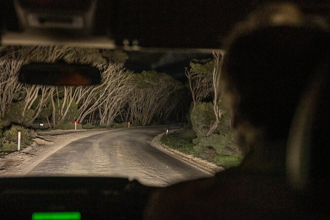 Nocturnal Tour of Kangaroo Island - Why Kangaroo Island wildlife works so well after dark