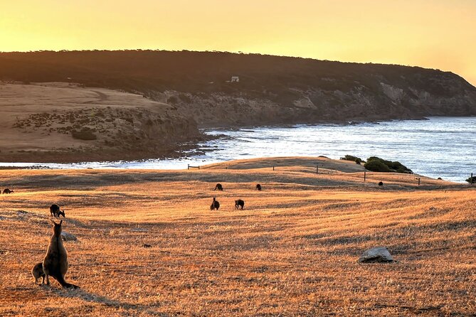 Nocturnal Tour of Kangaroo Island - Stop 1 Kingscote Silo Art and the first wildlife search