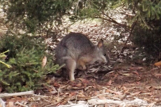 Nocturnal Tour of Kangaroo Island - What animals you can realistically hope to see