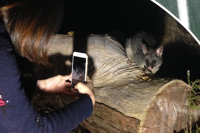 Nocturnal Wildlife Tour from Busselton - The first part of the night: guided walk, bush billy tea, and local stories