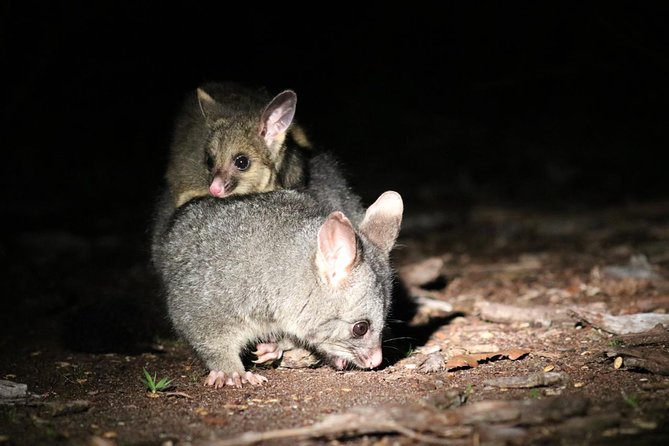 Nocturnal Wildlife Tour from Busselton - Who should book this nocturnal wildlife experience?