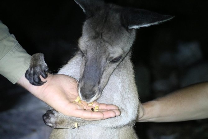 Nocturnal Wildlife Tour from Busselton - From Busselton or Dunsborough to the sanctuary: timing, group size, and logistics