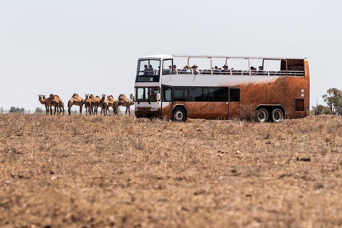 Nogo Station Experience - Open-Top Double-Decker Safari: Views, Wildlife, and a Whole Lot of Sky