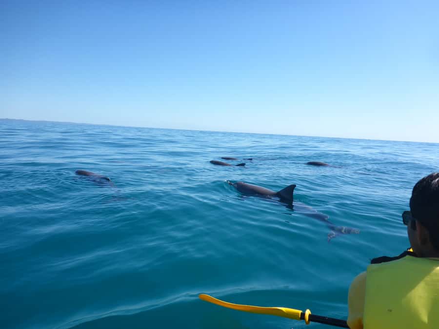 Noosa: Epic Ocean Kayak with Dolphins & 4WD Beach Adventure - Riding the waves, then paddling near Double Island Point
