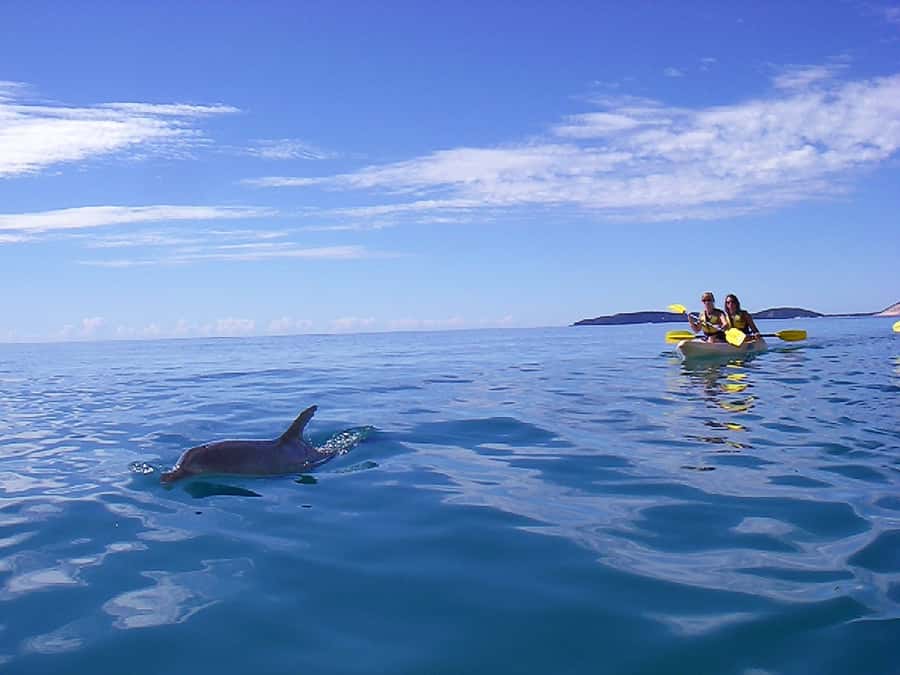 Noosa: Epic Ocean Kayak with Dolphins & 4WD Beach Adventure - What each part of the day feels like, start to finish