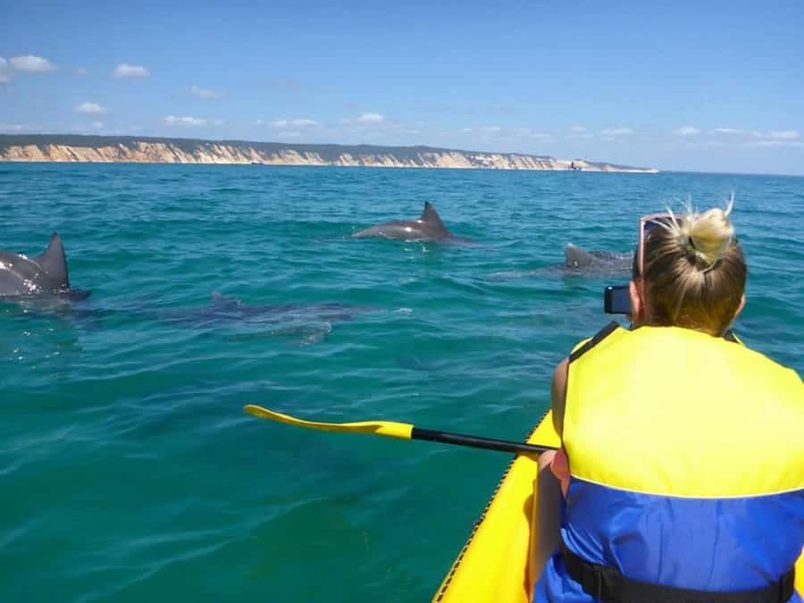 Noosa: Epic Ocean Kayak with Dolphins & 4WD Beach Adventure - Wildlife viewing that works with how animals actually behave