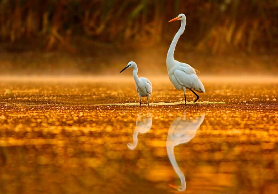 Noosa: Everglades Explorer Cruise - Key things I’d plan for