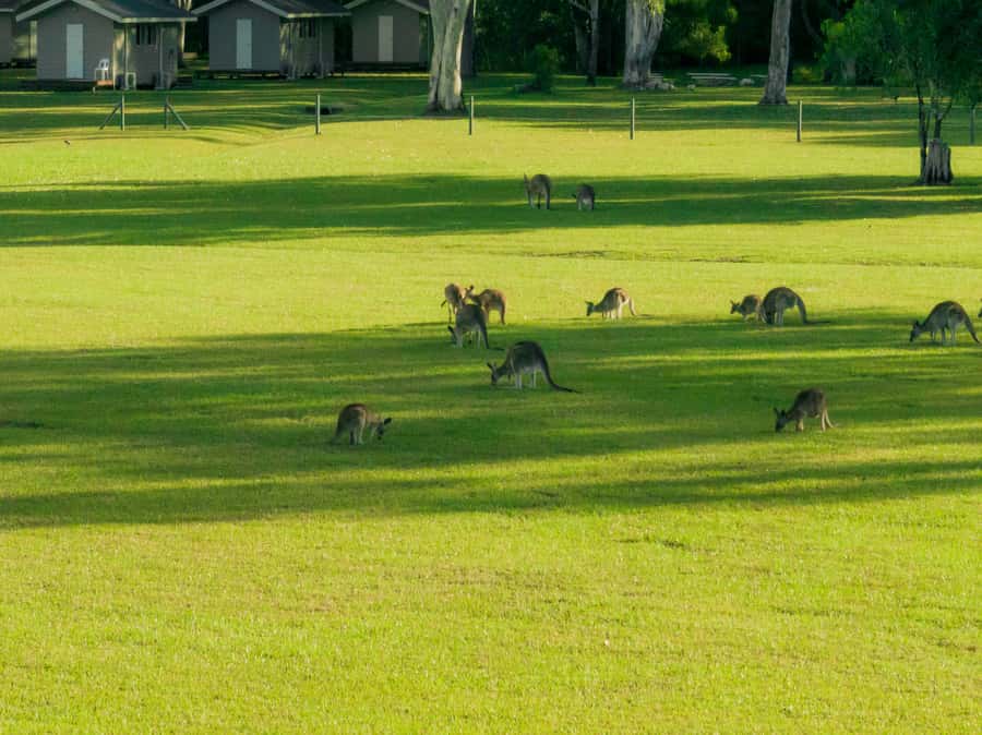 Noosa: Everglades Explorer Cruise - Small practical tips that make the day smoother