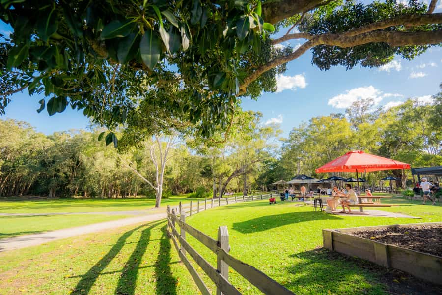 Noosa: Everglades Explorer Cruise - What happens after the water: lunch, bistro time, and craft beer at the end