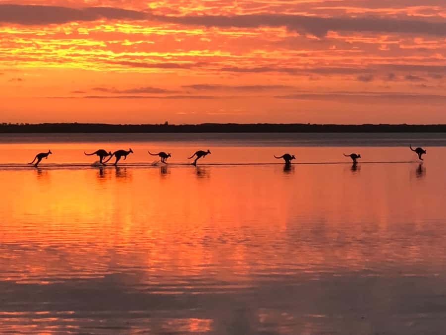 Noosa: Everglades Explorer Cruise - Shuttle timing around Noosa Heads: plan for early and simple drop-offs