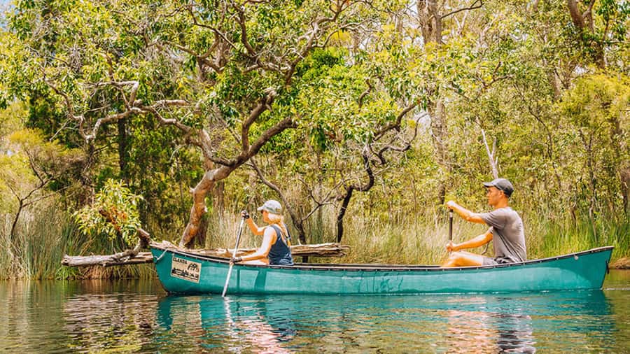 Noosa: Everglades Explorer Cruise - Eco-boat comfort and the guide factor that makes it worth it