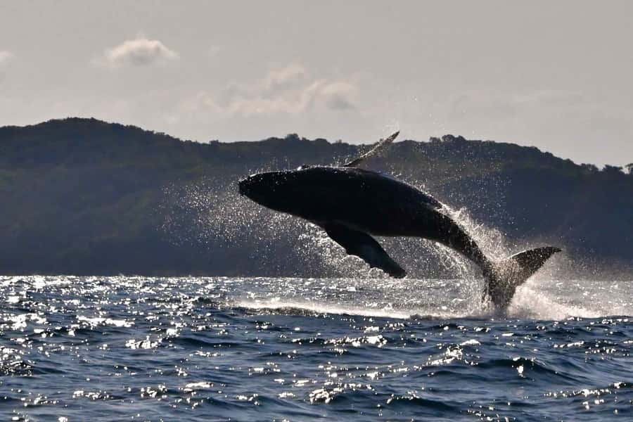 Noosa: Humpback Whale Watching Tour - Key things that make this whale cruise worth your time