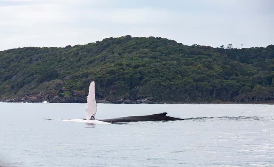Noosa: Humpback Whale Watching Tour - Finding the ship at Noosa Marina, 2 Parkyn Ct