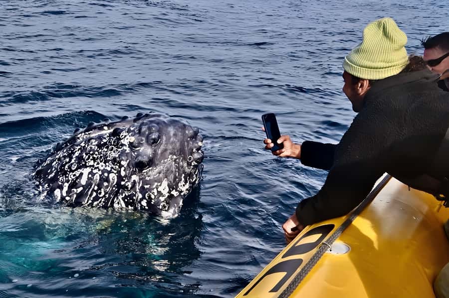 Noosa: Humpback Whale Watching Tour - The captain’s whale search on a 2-hour clock