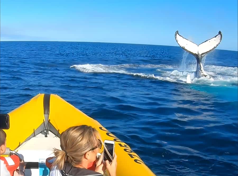 Noosa: Humpback Whale Watching Tour - What you might see up close: breaches, tail lobs, and pectoral slaps