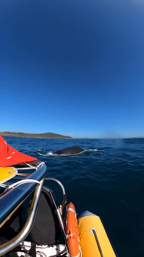 Noosa: Humpback Whale Watching Tour - Price and value: is $76 for a 2-hour tour a fair deal?