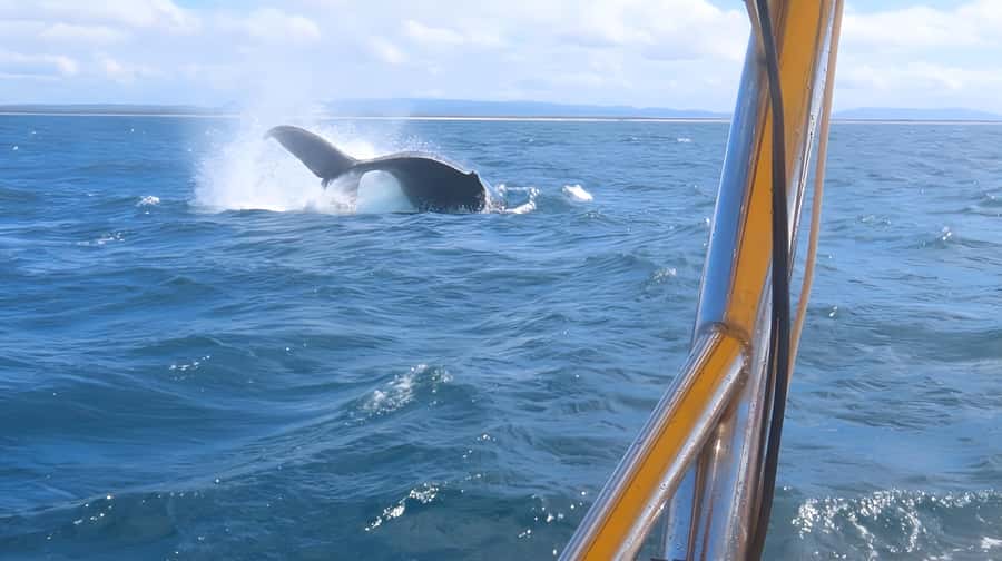 Noosa: Humpback Whale Watching Tour - Who should book this Noosa Oceanrider whale tour