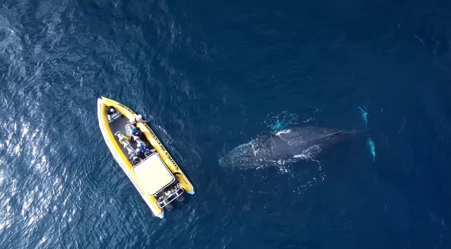 Noosa: Humpback Whale Watching Tour - Packing checklist that keeps your whale watching painless