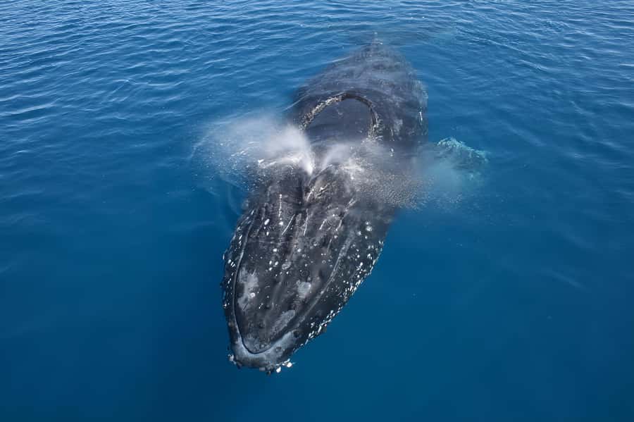 Noosa: Humpback Whale Watching Tour - Noosa River first: why the start matters for your whale chances