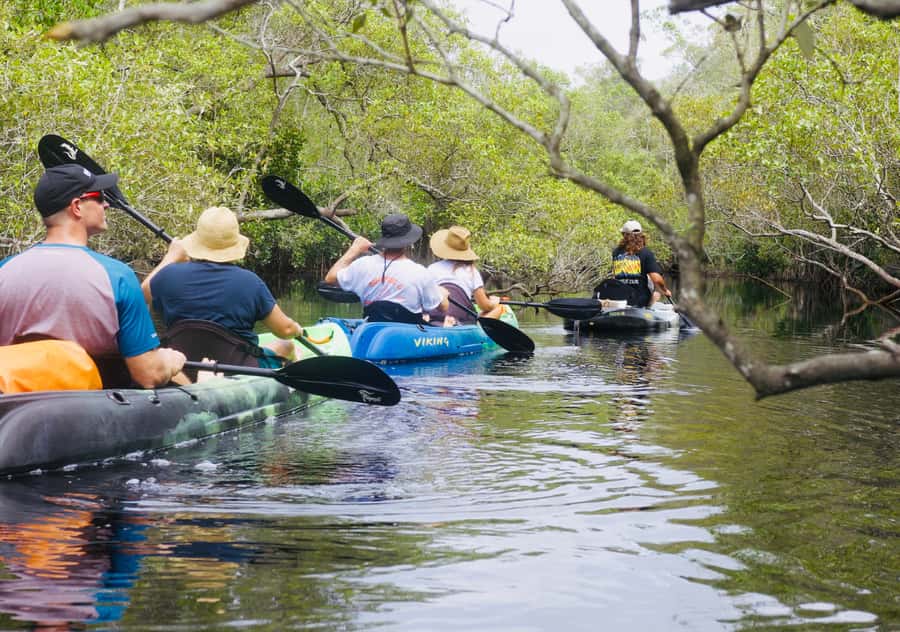Noosa: Noosa Everglades and Stingray Sanctuary Kayak Tour - The Noosa Biosphere angle, plus the wildlife you can actually spot