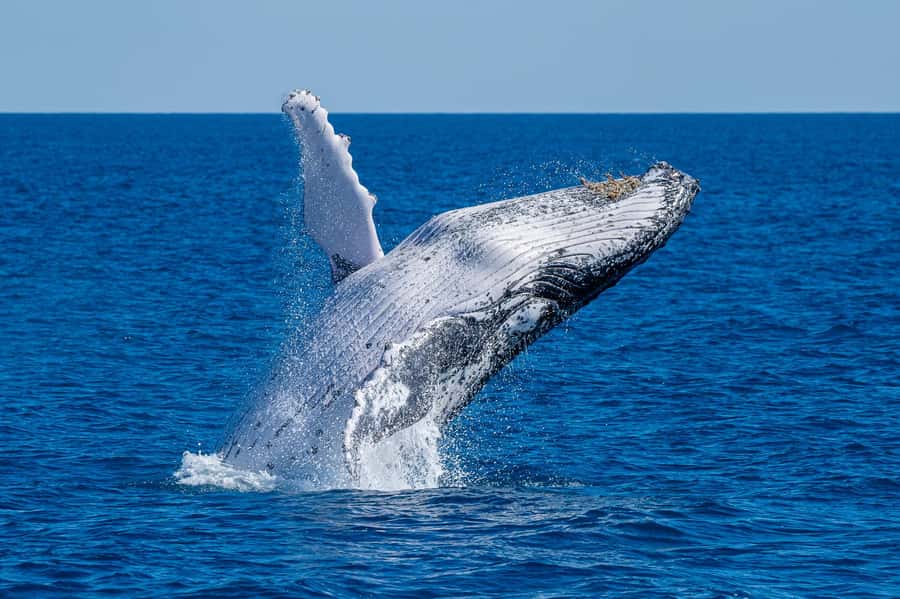 Noosa; Noosa Ocean Adventures - Whale Watching - Key Things That Make This Whale Cruise Worth Your Time